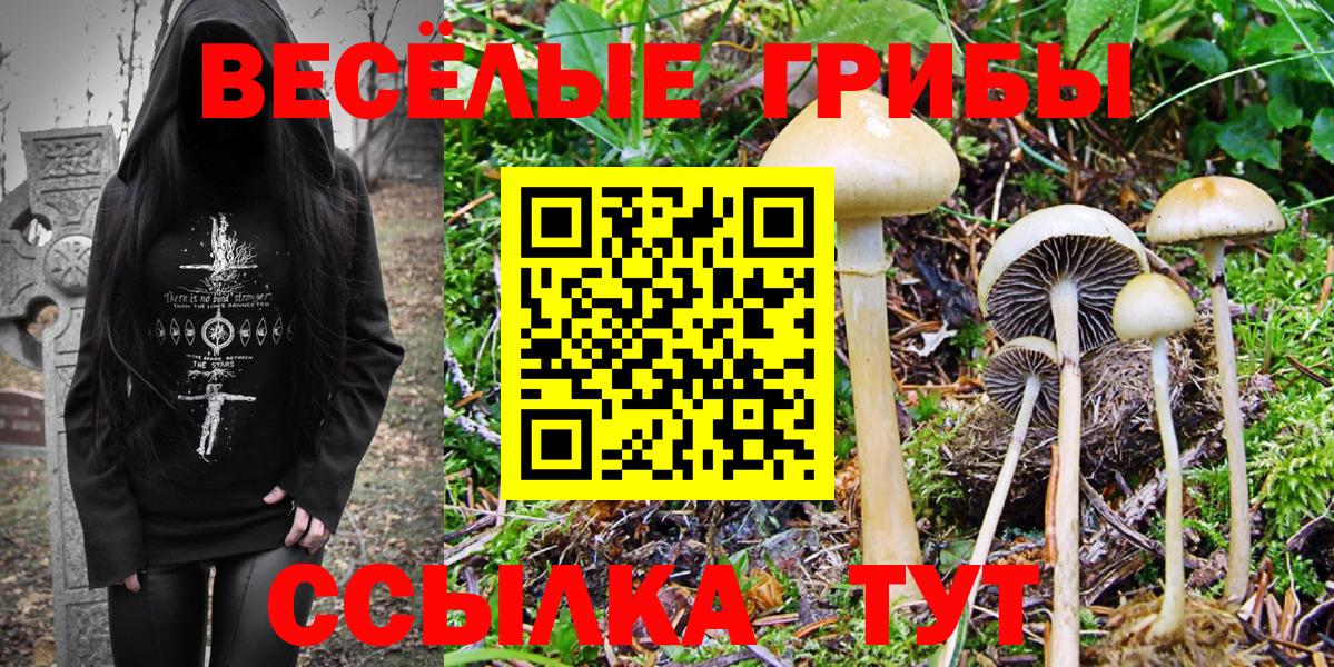 Новозыбков  Псилоцибиновые грибы Psilocybe  Вход с VPN  Галлюциногенные грибы Psilocybe 