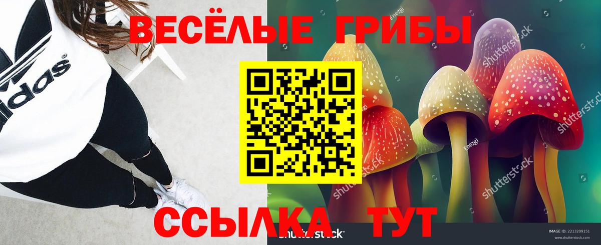 Псилоцибиновые грибы Psilocybe Новозыбков
